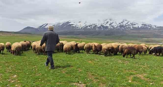 Sürülerin Süphan Dağı’na yolculuğu başladı