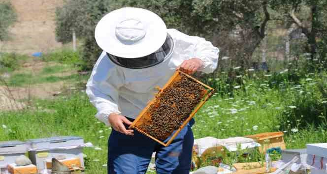 Adana’da bal üretiminde bu sene rekor kırılacak