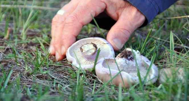 Erzincan’da mantar sezonu başladı