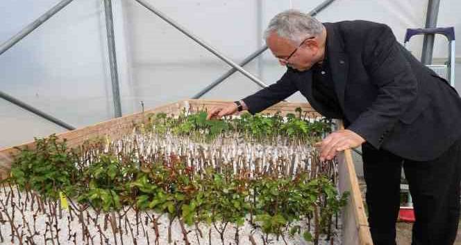 Ata tohumları Ordu’da gün yüzüne çıkıyor
