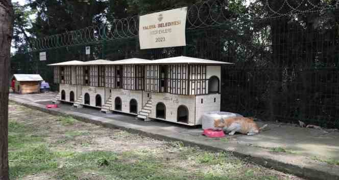 Yalova Belediyesinden Safranbolu konseptli kedi evleri