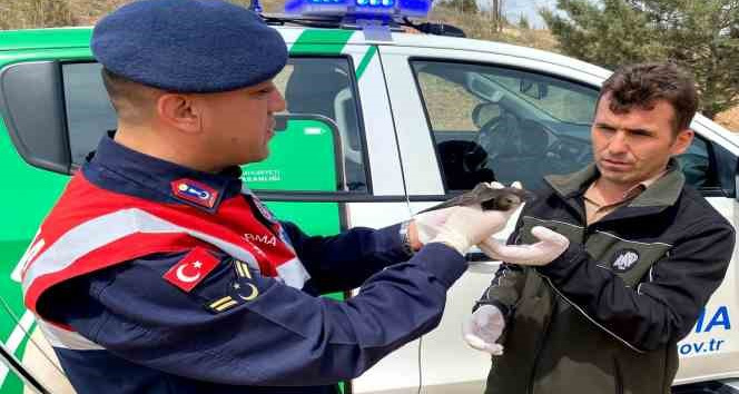 Kanadı kırık ebabil kuşu emin ellerde