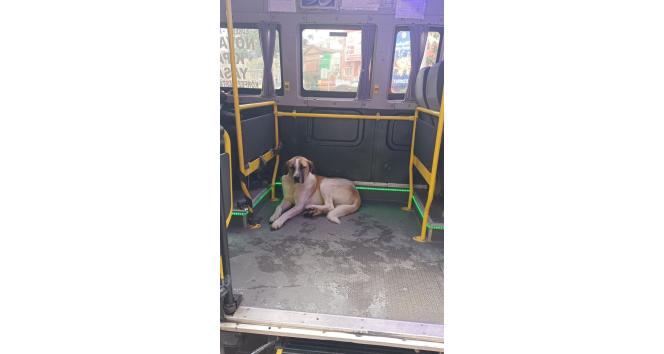 Edremit’te yolculuğu seven köpek minibüsçülerin maskotu oldu