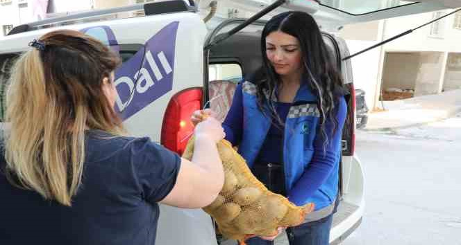 Mudanya Belediyesi’nden vatandaşın sofrasına 30 ton patates