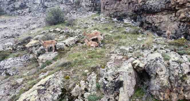 Dağların süsü yaban keçileri Gümüşhane’de dronla görüntülendi