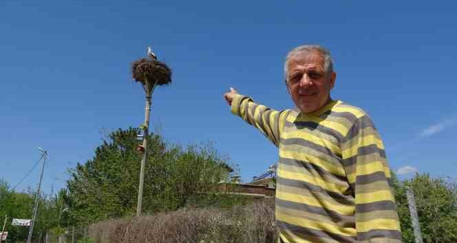 Ulaş köyü leylekleri 15 yıl köyde ikinci bir yuva oluşturdu