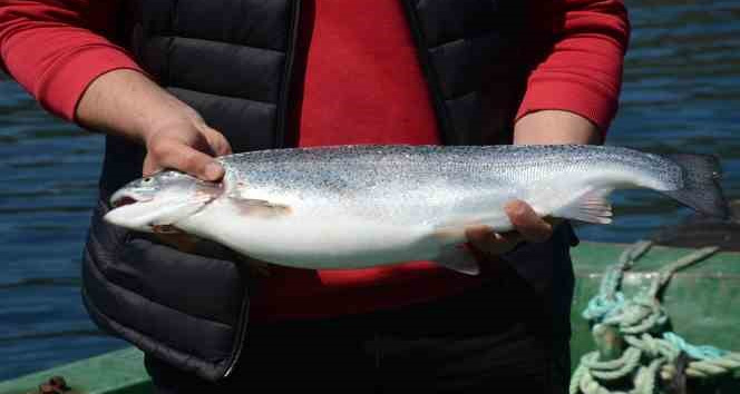 Türk somonu, Rusya, Japonya ve AB ülkelerine ihraç ediliyor: Ordu ekonomisine yıllık katkısı 550 milyon TL