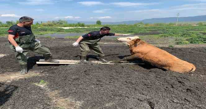 Bataklığa batan büyükbaş hayvanı itfaiye kurtardı