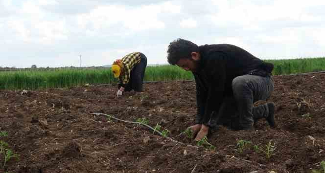 Kilisin en küçük ilçesi Polateli’nde domates fidesi toprakla buluştu