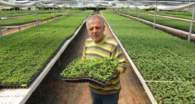 Ata tohumu fideler, dikim olgunluğuna ulaştı