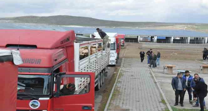 Kars’ta Hayvan Pazarı’nda ilk gün bereketi