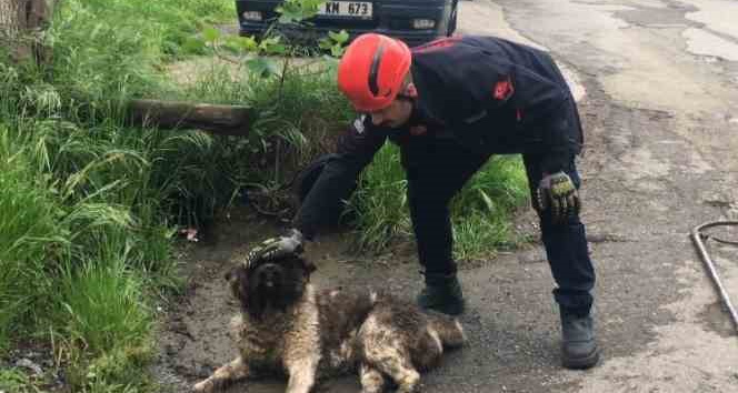 Akar borusuna sıkışan köpeği itfaiye ekipleri kurtardı