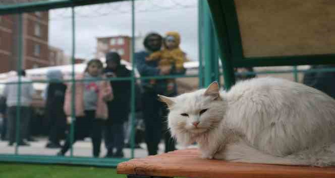 Küçük Dostlar Kedi Kasabası Açıldı