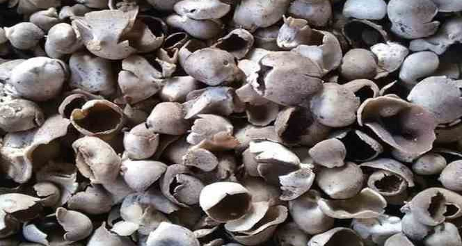 Mersin’de çukur çanak mantarı geçim kaynağı oldu