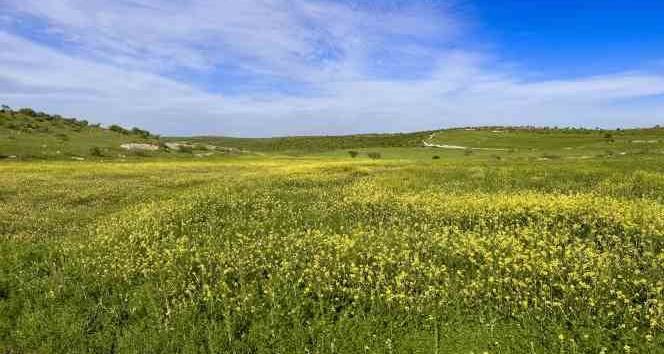 Mardin’de tarım arazilerinde renk cümbüşü
