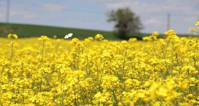 Trakya’nın yeni ‘sarı gelini’ kanola tarlaları görsel şölen sunuyor