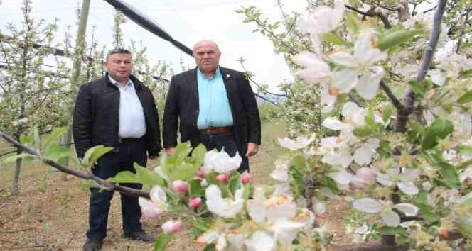 Karaman’da 12 milyon elma ağacı aynı anda çiçek açtı