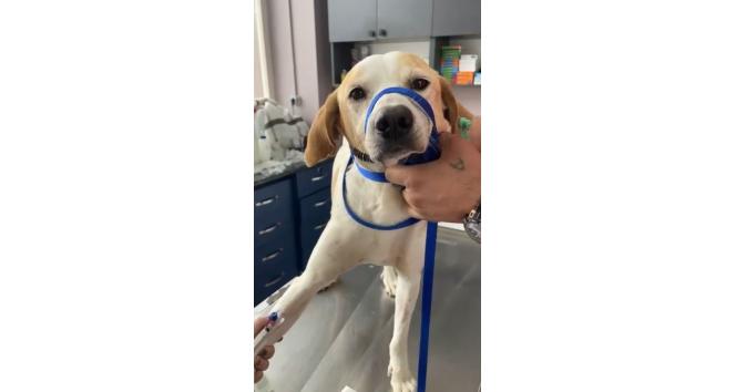 Gelibolu’da kanserli sokak köpeğinin yardımına hayvanseverler koştu