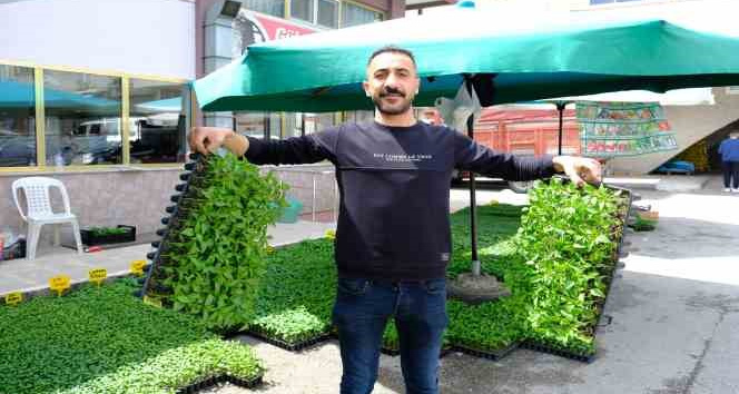 Yılın ilk fideleri seralardan tezgahlara taşındı