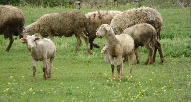 Baharla birlikte meralar koyun ve kuzularla buluştu
