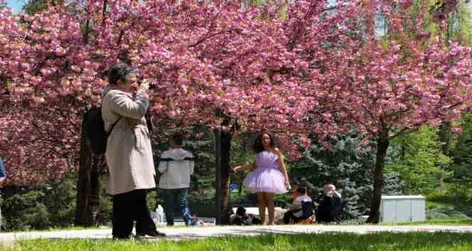 Baharın müjdeleyicisi “sakura ağaçları”ndan görsel şölen