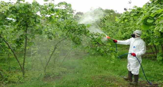 Fındıkta kozalak akarı ve külleme hastalığı ile mücadele başladı