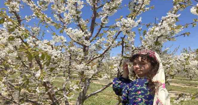 Fotoğrafçılar en güzel çiçek açan kirazı çekmek için birbirleri ile yarıştı