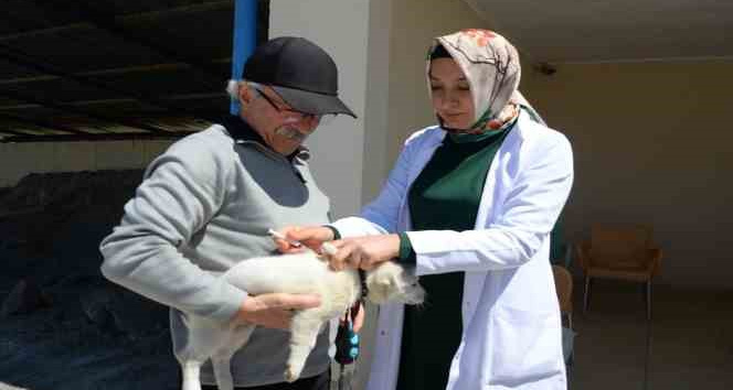 Bozüyük’te ücretsiz kuduz aşısı kampanyası