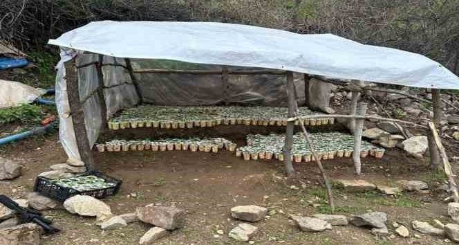 Bingöl’de 3 bin 340 kök kenevir ele geçirildi