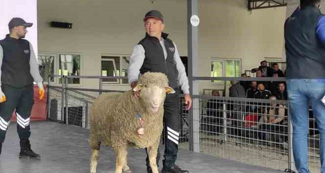 Merinos ırkı koç 76 bin 100 liradan satıldı