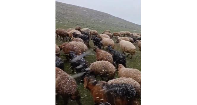 Ahlat’ta mayısta kar sürprizi