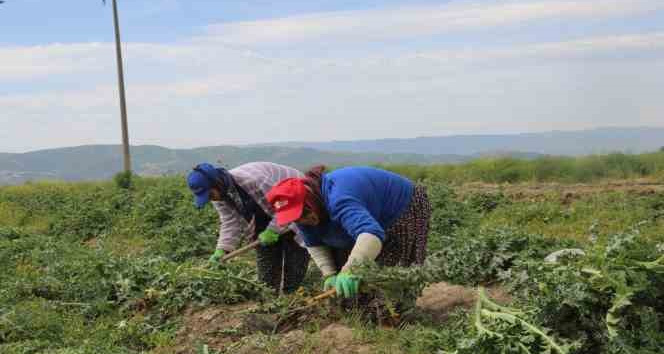 Efeler’in şevketibostanları için hasat zamanı