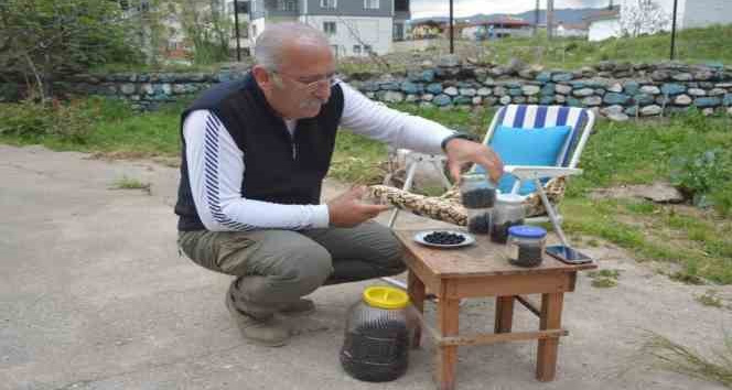 Dağdan elleriyle topladı, kendi zeytinini yaptı