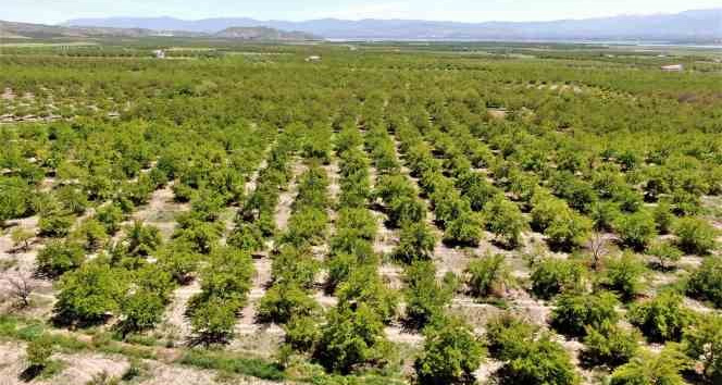 Baskil’de kayısı ağaçları boş kaldı, rekolte yüzde 80 düştü