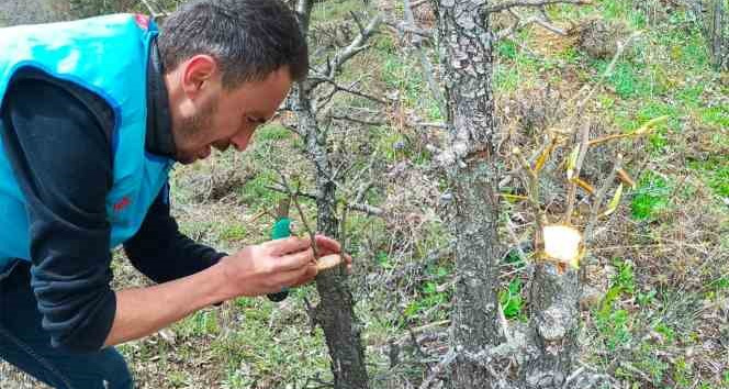 Yabani ağaçları meyve vermesi için gönüllü olarak aşılıyor