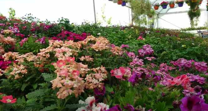 Rengarenk çiçekler tezgahları süslüyor