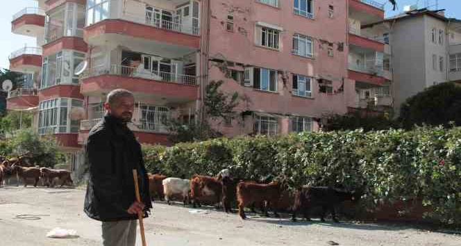 Hatay sokakları keçilere kaldı