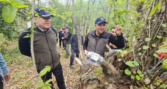 Gal arısıyla mücadelede "Torymus sinensis" böceğini doğaya saldılar