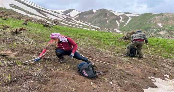 Pancar toplamak için dağlara tırmanıp kilometrelerce yürüyorlar