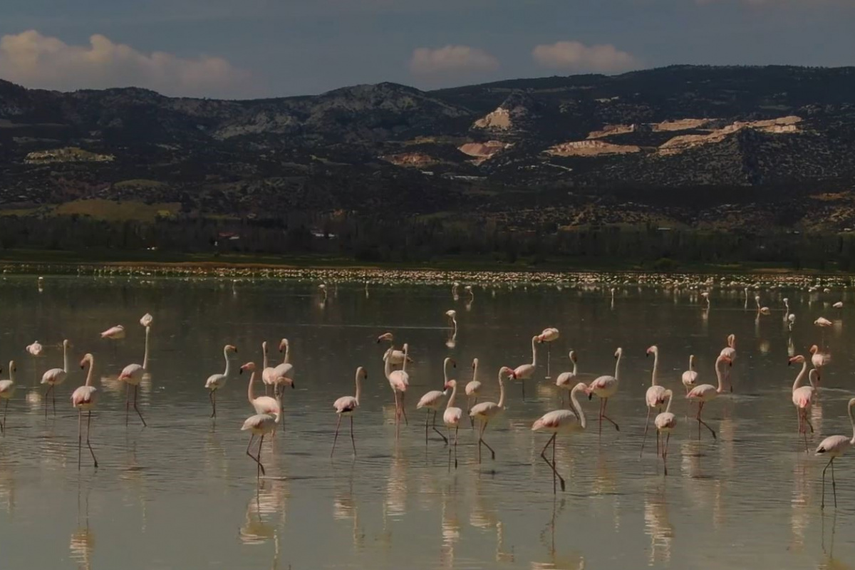 Göle gelen binlerce flamingo renkli görüntüler oluşturdu