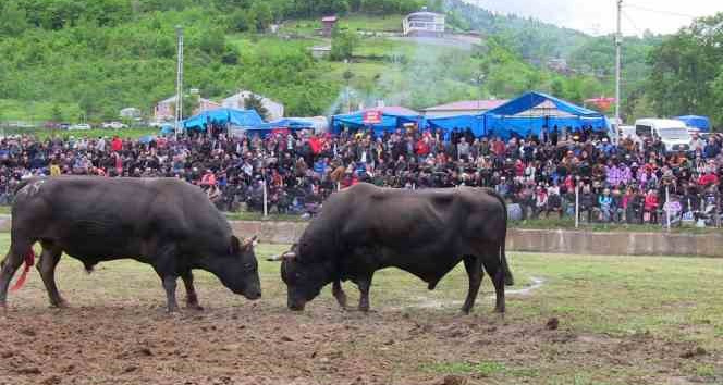 Artvin’de haftasonu düzenlenen boğa güreşleri renkli görüntülere sahne oldu