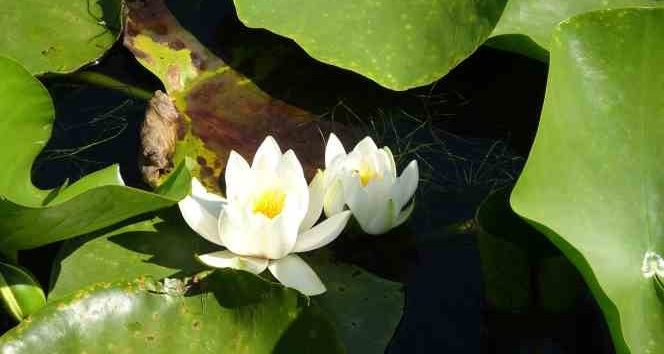 (Özel) Bu çiçeği koparmanın cezası 244 bin TL