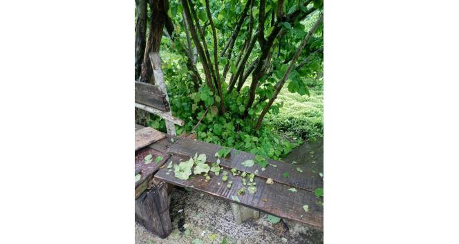 Fındık büyüklüğünde yağan dolu fındığa zarar verdi