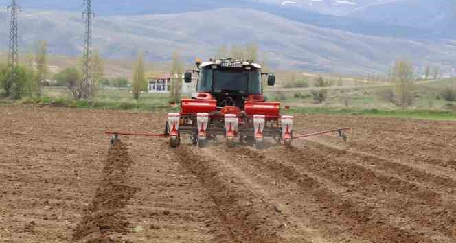 Çayırlı’da ayçiçeği ekimi başladı