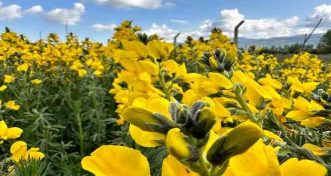 (ÖZEL) Dünyada bir tek bu bölgede yetişen çiçeği koparmanın cezası dudak uçuklatıyor