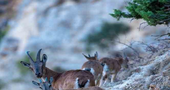 Yaban keçileri Munzur dağlarına güzellik katıyor