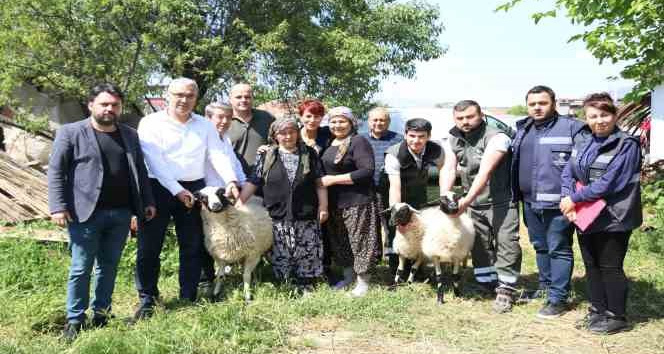 Başkan Çerçioğlu’ndan koyunları telef olan üretici kadına destek