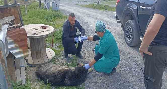 Yılanların ısırdığı köpeklere belediye sahip çıktı