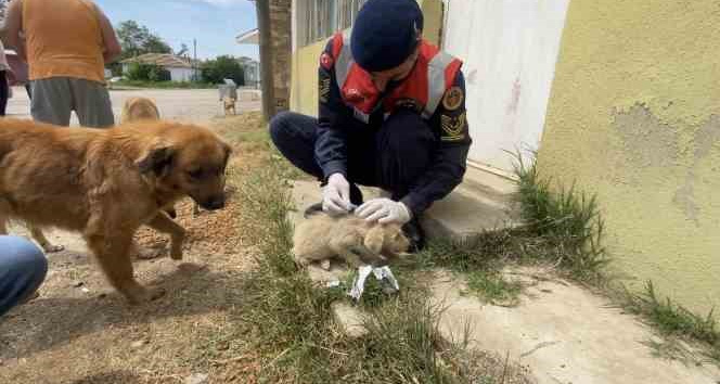 Jandarma’dan sokak hayvanlarına şefkat eli
