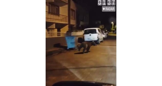 Yalova’da şehir merkezine ayı indi